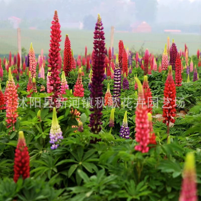 Четыре сезона легко сеять семена Лубингхуа сад балкон горшечные цветы виды растений Редкие живые цветочные семена непрерывно цветение