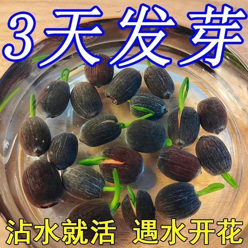 碗莲种七彩五颜六色水培花卉水养四季莲花荷花种莲藕绿植水缸植物