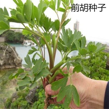 ɢ�bǰ���N�� ���|�u�_ǰ�� ��ǰ�� ɽ����N�� �׻�ǰ���N�����l