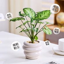 �W�t�G���`����k���҃������b�С���ԃ����՚����ֺ��B�Gֲ����