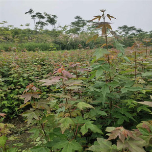 ����ֱ�l���Ǘ���a��ֱ�N�쾰���̵�·�L���G��