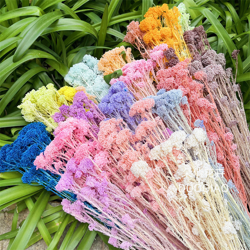 Eternal Flower Rice Flower Eternal Rice Flower Millets Absorption Color Bleaching Color Multi-color Optional Yunnan Factory Wholesale Home Decoration