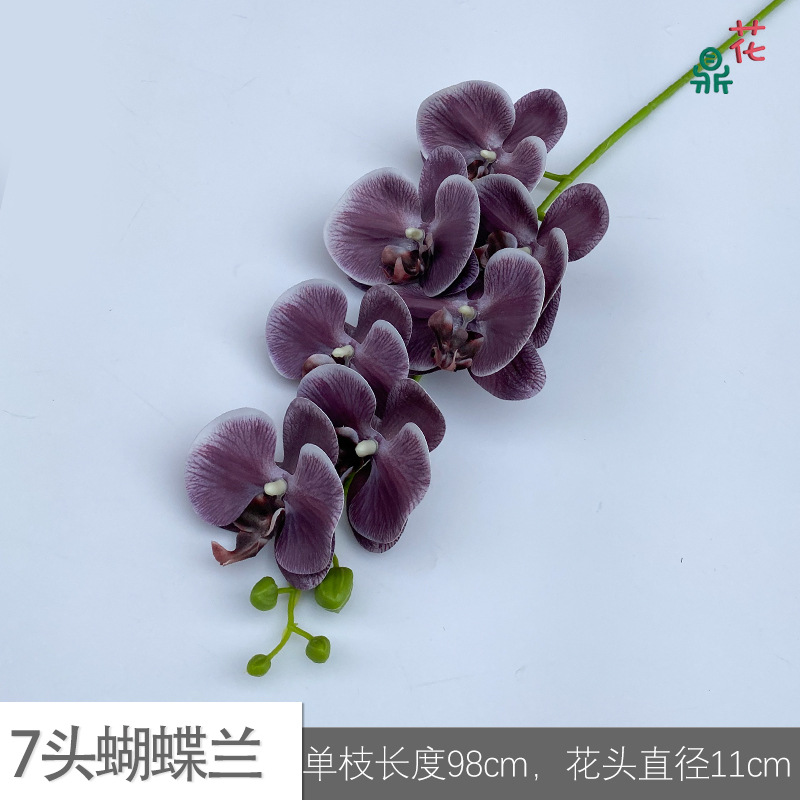 7 phalaenopsis GFG #33 가을 보라색