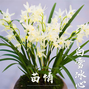 ���鴺�m�ϰ˷N���֝���÷�갫�N�m������B�׻��҃ȾGֲ�����m��