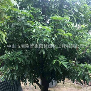 ����ֱ�N ���}�� �䲤�} ��ʯ�� ʯ�� ��ʯ�� ���� ���� �G����r