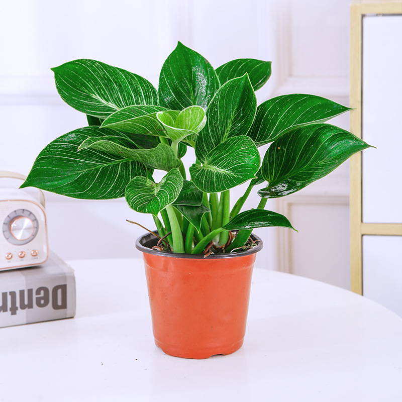 백금다이아몬드 25cm(오리지널 흙대야) + 영양액