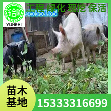 Biţs ϱNֲsСM仨ļ