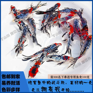 �^�p�~�廨�m�����\���~��tɫ�ͻ���B�����Lβ���~���l��ˮ����