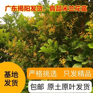 Rice Orchid Potted Plant Luzhou-flavor Four Seasons Blossom Continuous Easy to Feed Flowers Balcony Courtyard Flowers Living Room Green Plants