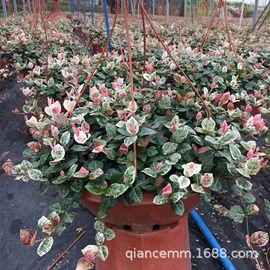 盆栽;种子;园林果树