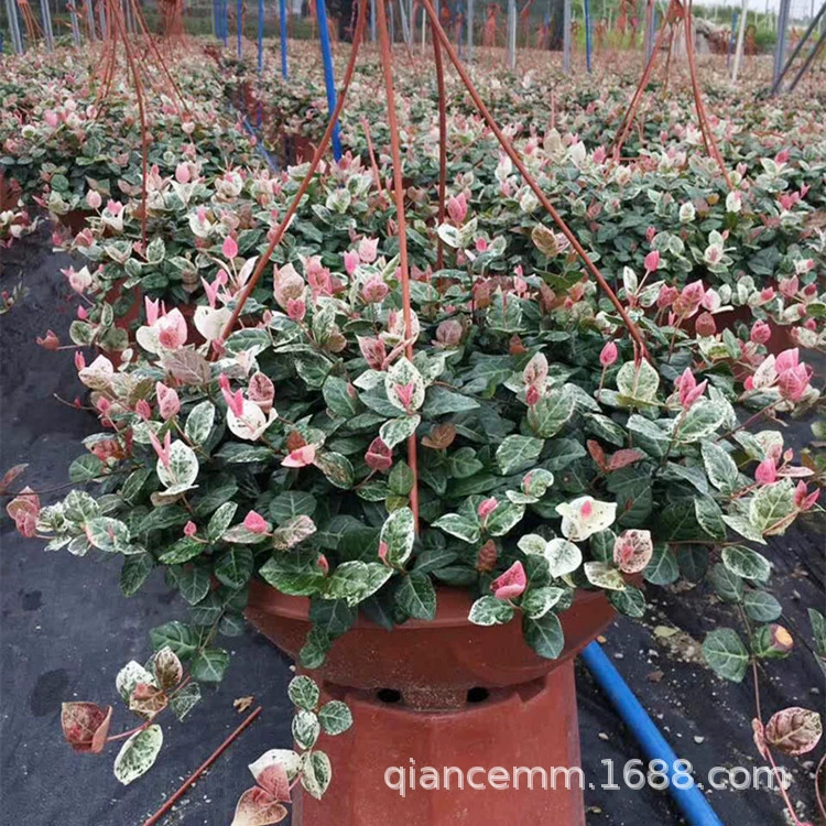 Мозаика Цветной Камень Крытый Балкон Помада Висячие Растения Виноград Цветы Плющ Виноград