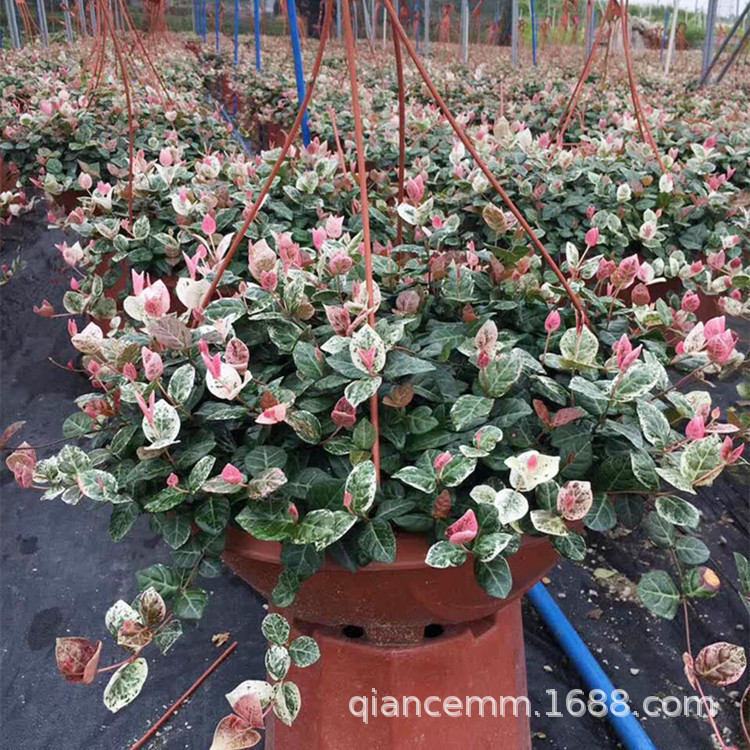 Flower and Leaf Trachelospermum Colorful Leaf Trachelospermum Indoor Balcony Lipstick Spider Orchid Hanging Plant Climbing Vine Flower Ivy Love Vine