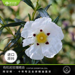���ʘ��ЙC��õ�徫�� Cistus Ladaniferus �η����ͬF؛���l