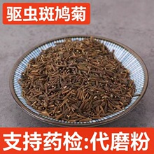 斑鸠菊 驱虫斑鸠菊 蒙藏维中药材  驱虫斑鸠菊 支持药检 代磨粉
