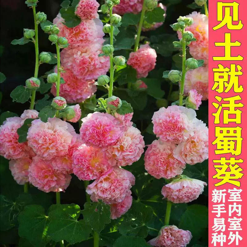 Двойной лепесток Мальва семена цветов Four Seasons цветущие комнатные и наружные семена цветов легко жить рассада цветов двор цветочные семена