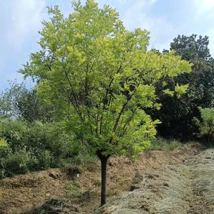 ���ش������l�S�𻱽�֦��D3-15���֮a�؃��|�@�־G��