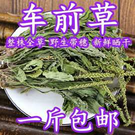 材野生整颗车前草干500g新鲜晒干车前草泡茶泡水车前草茶50g.