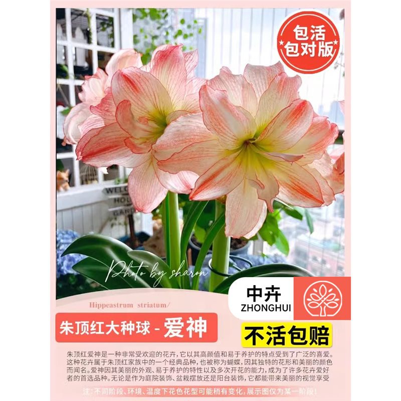 Amaryllis bulb - 'eros' (large)
