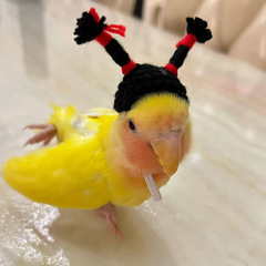 2023 Animal Hair Band Cap Parrot Hat Hamster Hat Bird Headwear Pet Mini Hat Wholesale