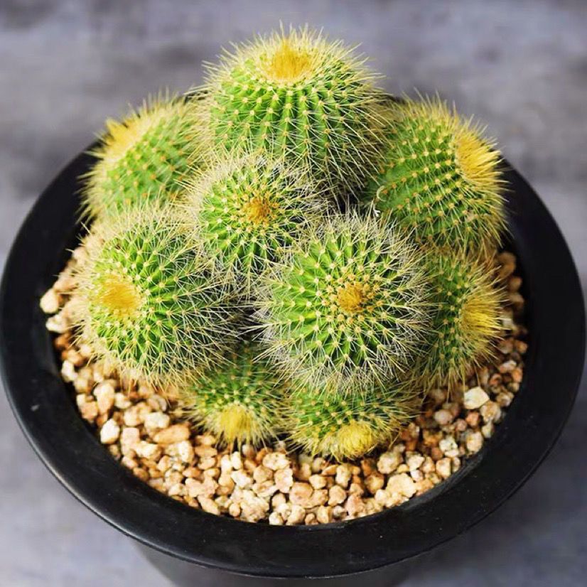 화분과 흙이 있는 여러 머리의 황금 왕관 [6-10 머리]