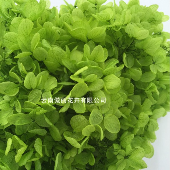 Grado A Anna Hortensia flor permanente flor seca Hortensia de hoja pequeña 20g Hortensia en caja fábrica al por mayor MATERIAL DE FLOR DE San Valentín