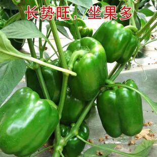 �ش��𽷷N�Ӵ����ཷ���\���˽������N���̨���ﶬ���߲˷N��