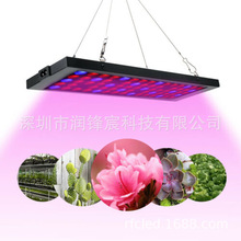 ȫLEDֲ LED GROW LIGHTֲLEDֲ