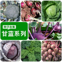 ���¸��{�N�Ӷ����߲˷N�ݰ����ѻ�Ҭ�������˽��m�^���[���m����