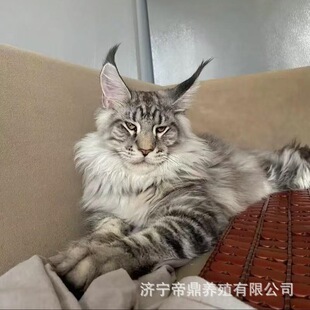 ���N����؈��؈����С؈���y������t���P�נ��ػ��Lë����С��؈