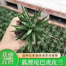 ����β�ͻ�Ƥ�m���㽶��β�m���ܾG��Ʒ�N�k����С���Ի���ֱ��