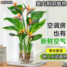 天堂鸟水培植物绿植室内盆栽客厅办公室桌面盆景鹤望兰四季好养活