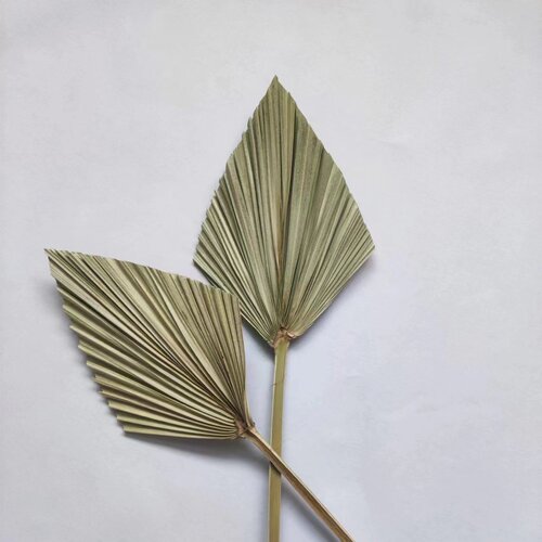 Mini fan leaf vase flower arrangement green plant palm leaf dried flower landscape bouquet matching suitable natural plant sunflower leaf