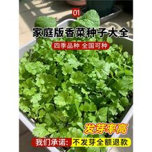香菜种子四季大叶芫荽籽种老品种阳台蔬菜大全农家小叶菜种籽