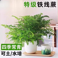 �F��ާ����ާ�ֲ���҃Ȱ���ާ�k���҃ȿ͏d����ˮ����B��ʿ�Dާ