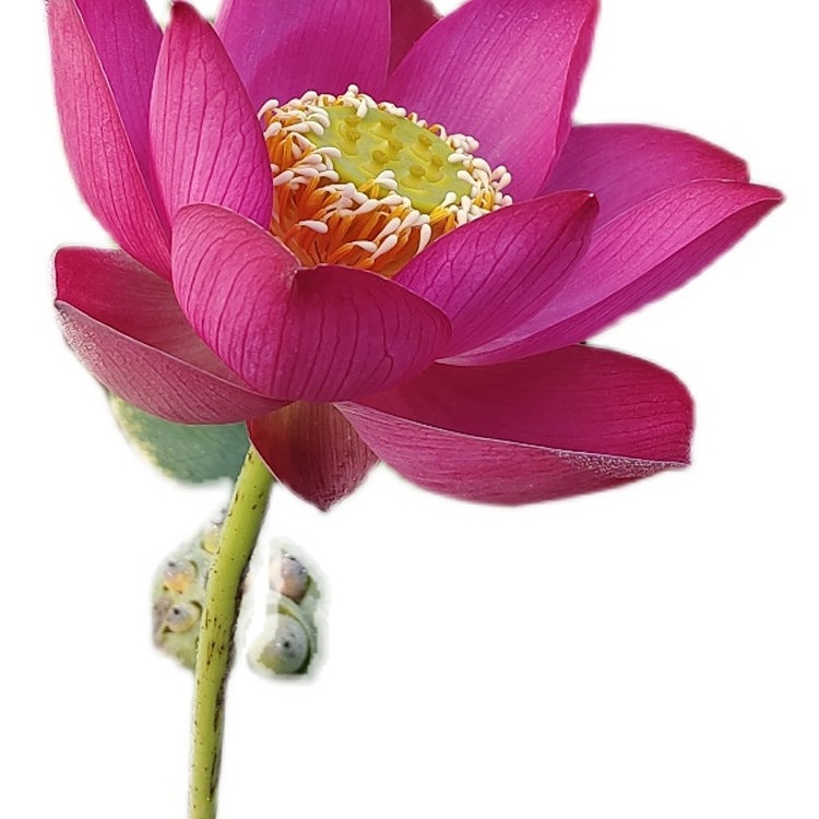 小型和微小型汝州老农花卉碗莲阳台花卉水养盆栽荷花盆栽带花苞