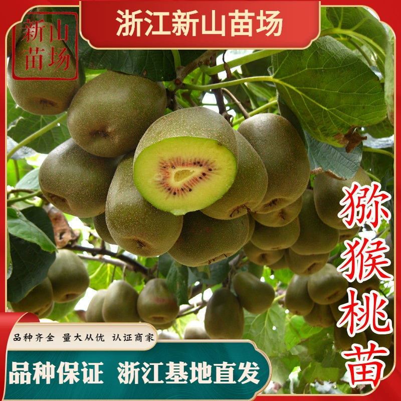 Саженцы киви Hongyang Красное сердце Donghong Jinyan Цзиньтао Цуйсян Сюйсян Мягкий мармелад Привитые саженцы киви