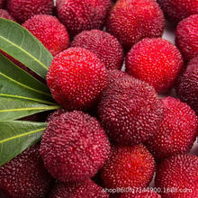 ��÷ �r������ˮ�������������÷