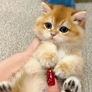 Ӣ�̽�u����؈���w12ɫ����؈���{��u�����̰��_�LëС؈�����