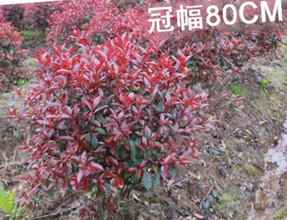 一件代发红叶石楠球形大小树苗金黄杨女贞冬青四季火焰红室外庭院