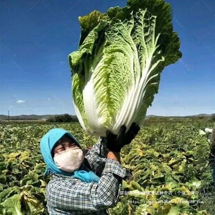 �|���������ײ˷N�����ﲥ�������A��ײ����ļ������