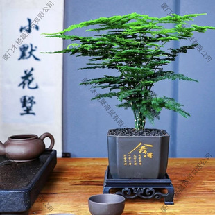 ���L�������ԾGֲ�҃ȕ�������͏dֲ����B�辰�k�����ļ�����