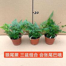 �ļ�������βާ�������_ާ�҃�ֲ���z��ާ��β��ˮ���쾰�Gֲ