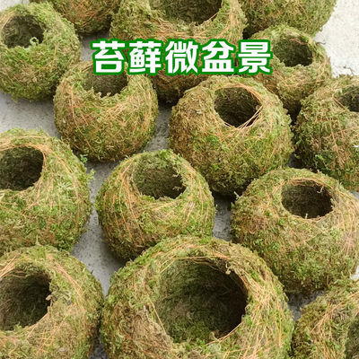 青苔批发苔藓球创意花盆石斛种植盆微景观盆栽家居装饰保湿花盆