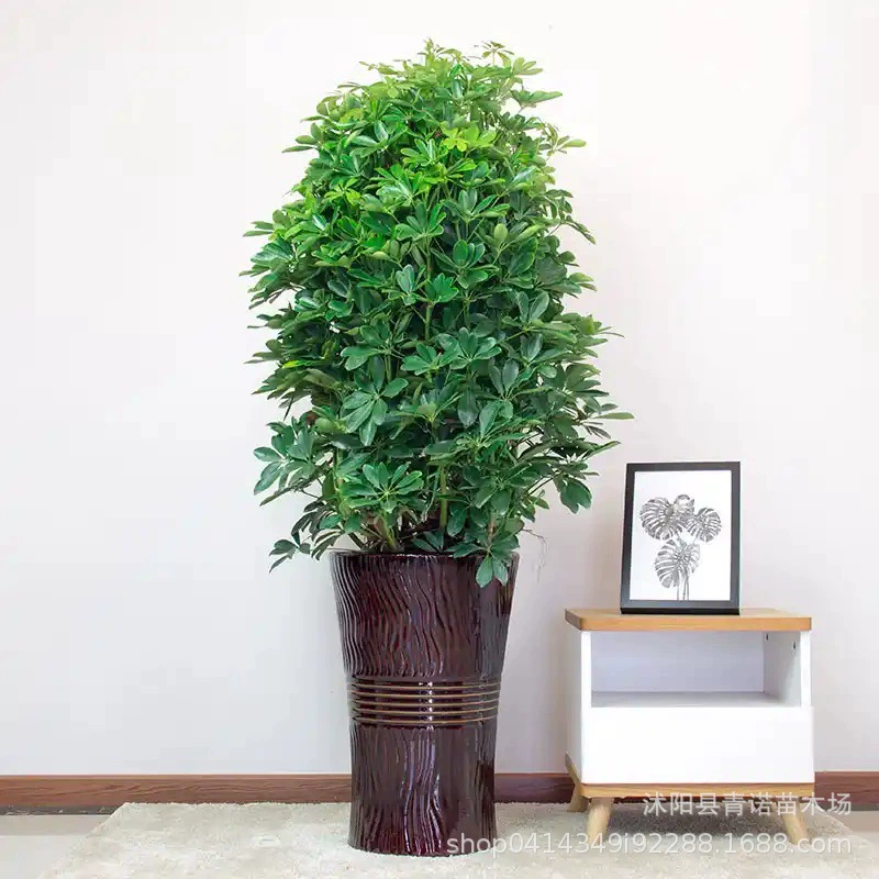 Питомник оптом в горшке утка нога дерево большой горшок Гусь ладонь богатство восемь направлений к богатству без бассейна