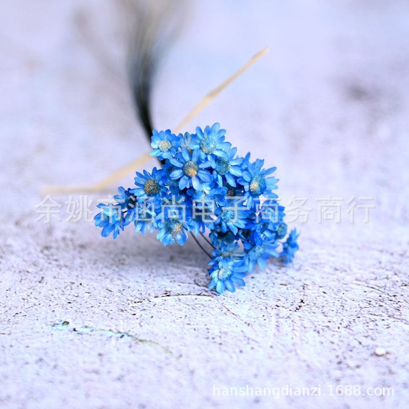 Mini Brasil estrella crisantemo accesorios de tiro flor seca Margarita pequeña flor estrella jalea lápiz labial bola de cristal flor DIY