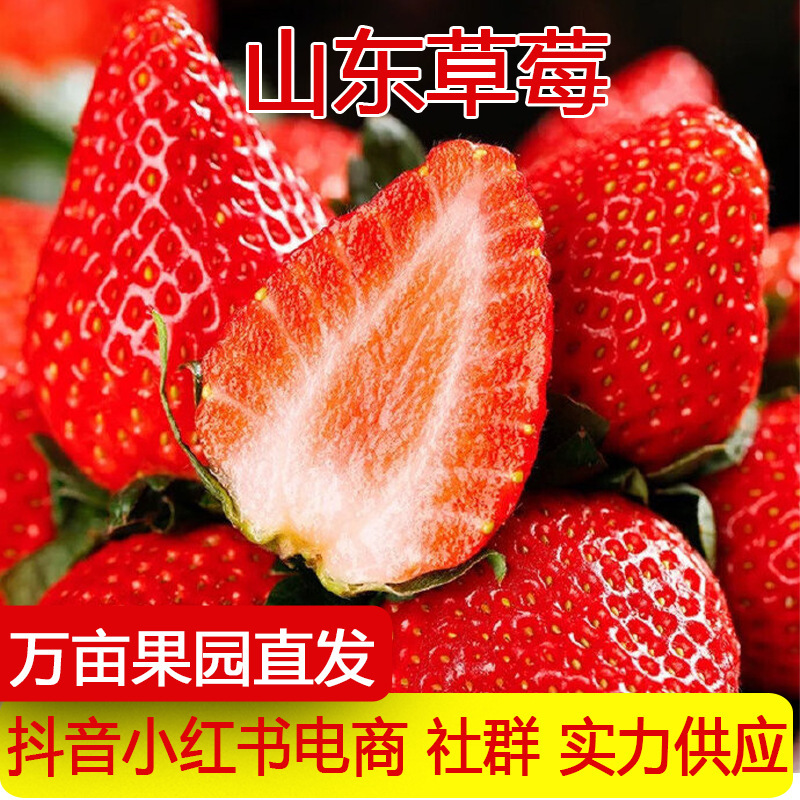 Shandong Fresh Red Cream Strawberry Fragrant Wild Light Snow White Strawberry Ninety-Nine Sweet Milk Strawberry Non-Dandong Strawberry