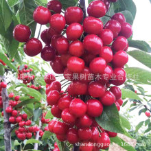 红灯大樱桃树苗 山东车厘子树苗基地批发嫁接矮化新品种果树苗木