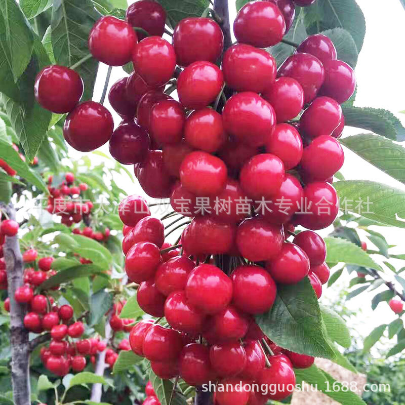 红灯大樱桃树苗 山东车厘子树苗基地批发嫁接矮化新品种果树苗木