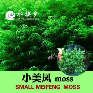 С���P�������Pˮ��moss�WƬ��ֲ�~�r��ˮ�ݸ��PβĪ�z����ˮ�²�