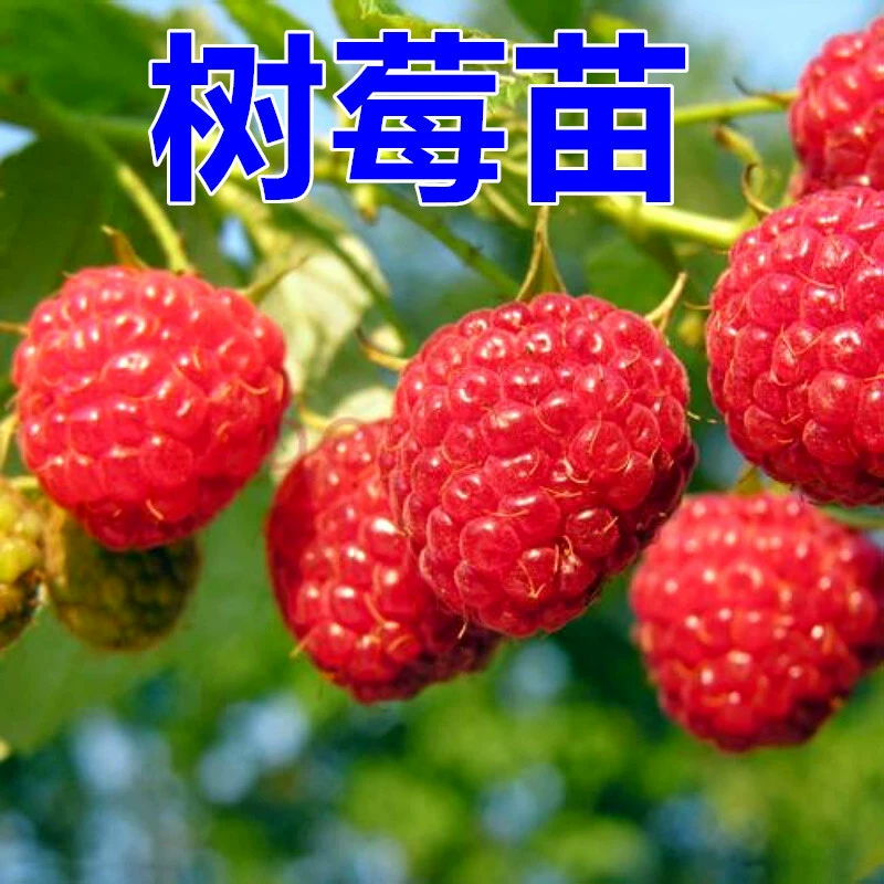 Рассада малины в горшке Рассада малины Фруктовая рассада Дикий красный Желтый Малиновое дерево Hongyue Балкон Домашняя посадка Рассада Фруктовая рассада